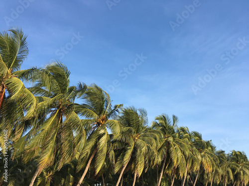 Coconut palm tree and blue sky at bang sean beach, Chonburi, Thailand, site views