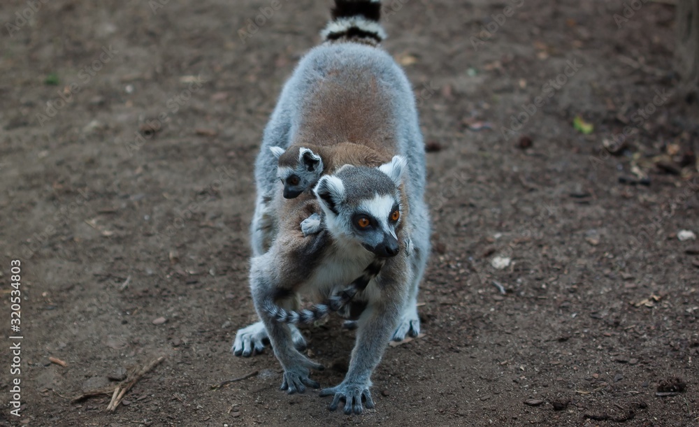 Ring-Tailed Lemur with Baby