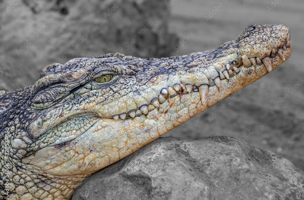 Fototapeta premium Nile Crocodile