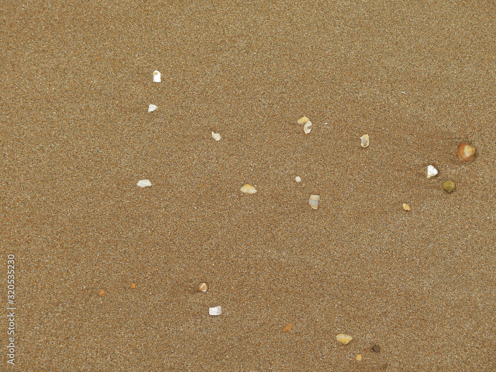 shells in the sand at the beach shells in the sand at the beach