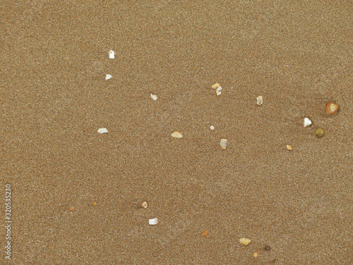 shells in the sand at the beach