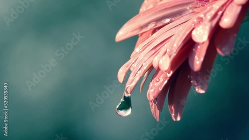 Big water drops falling from beautiful coral colorful gerbera daisy petals against blur sea-green background. Slow motion shot of soft and gentle flower on dark backdrop. Natural lighting.