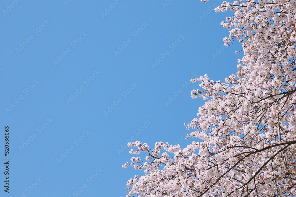 満開の桜と青空