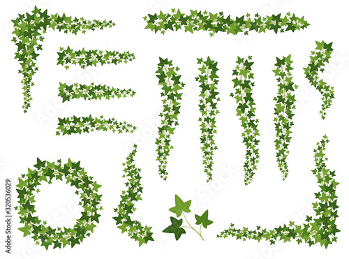 Green ivy. Hanging creepers branches with ivy leaves, lush climbing plants. Wall decoration growing from the top downwards vector set