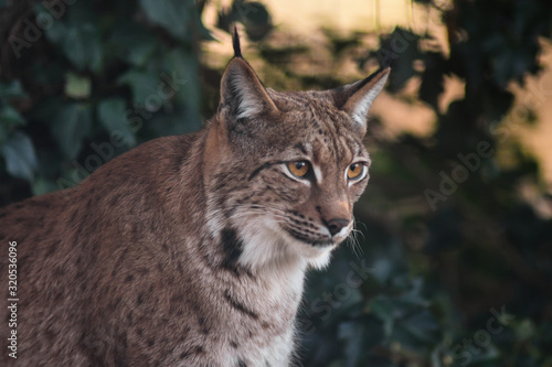 Lince (Lynx lynx) ritratto nella foresta