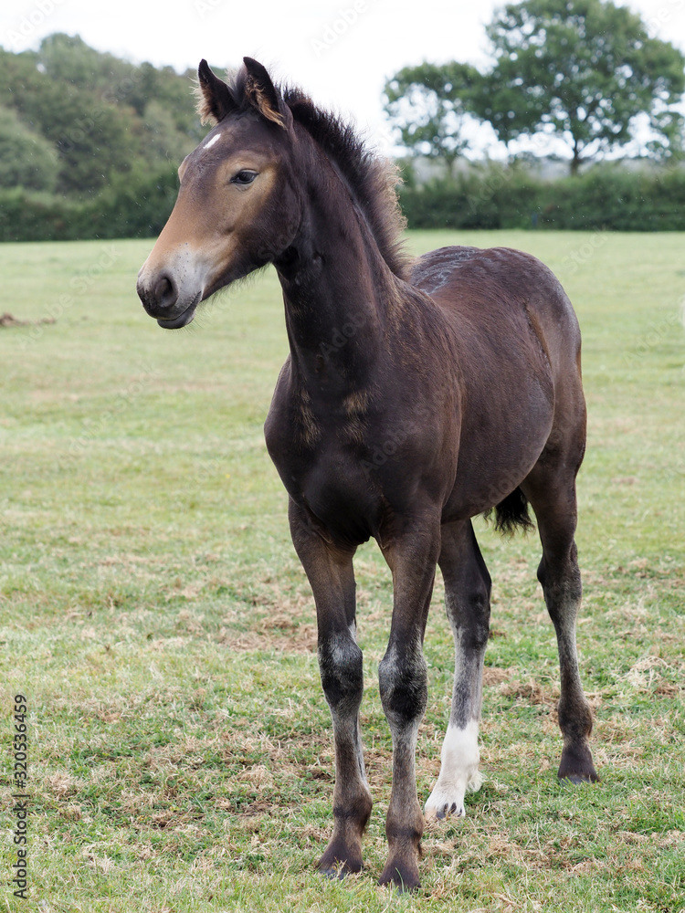 Obraz premium Młody koń
