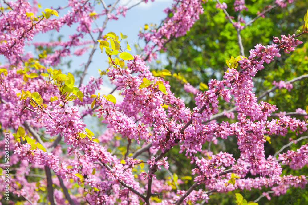 Pink blooming bush branches over blue sky