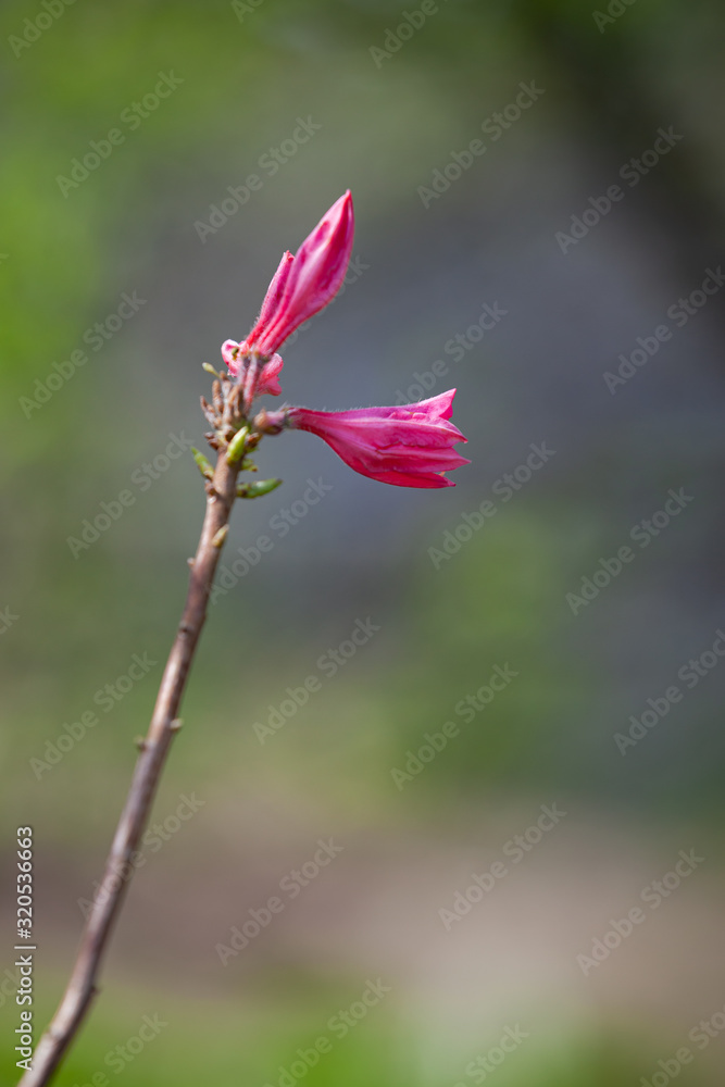 Pink buds of magnolia tree over blurred background Pink buds of magnolia tree over blurred background