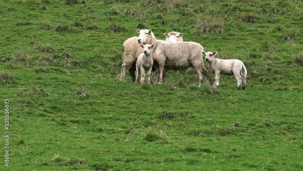 United Sheep Family: father, mother and two cute baby lambs United Sheep Family: father, mother and two cute baby lambs