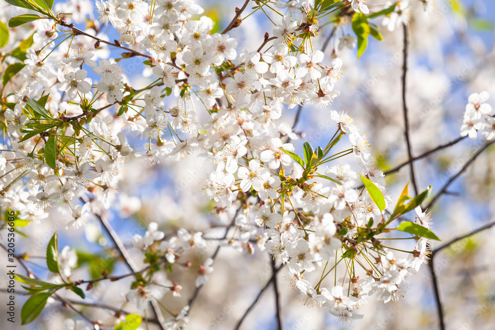 Cherry blossom. White flowers close-up Cherry blossom. White flowers close-up
