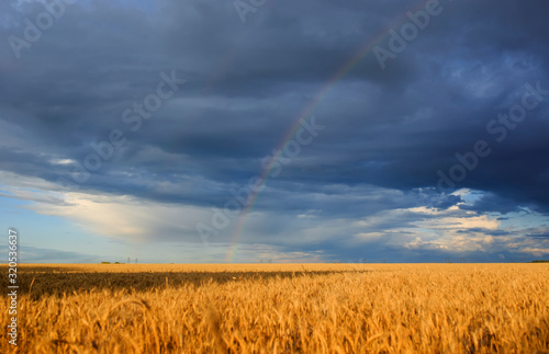 natural background with a field of ripe Golden wheat ears and sky with bright rainbow after a thunderstorm