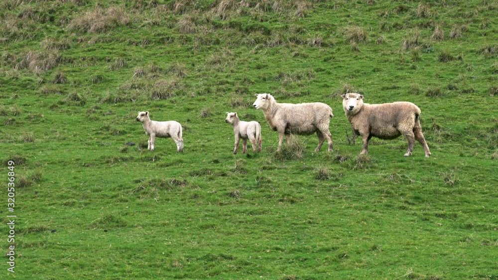 Sheep family with father mother and two baby lambs Sheep family with father mother and two baby lambs