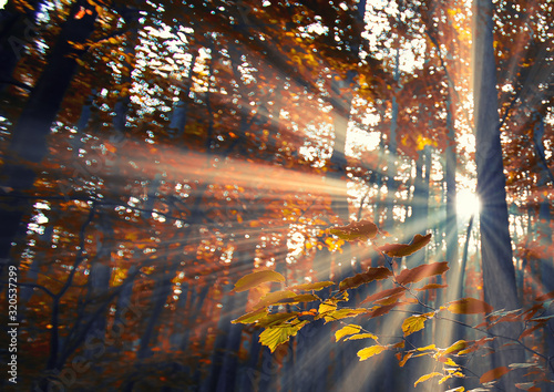 beautiful sun rays in autumn forest