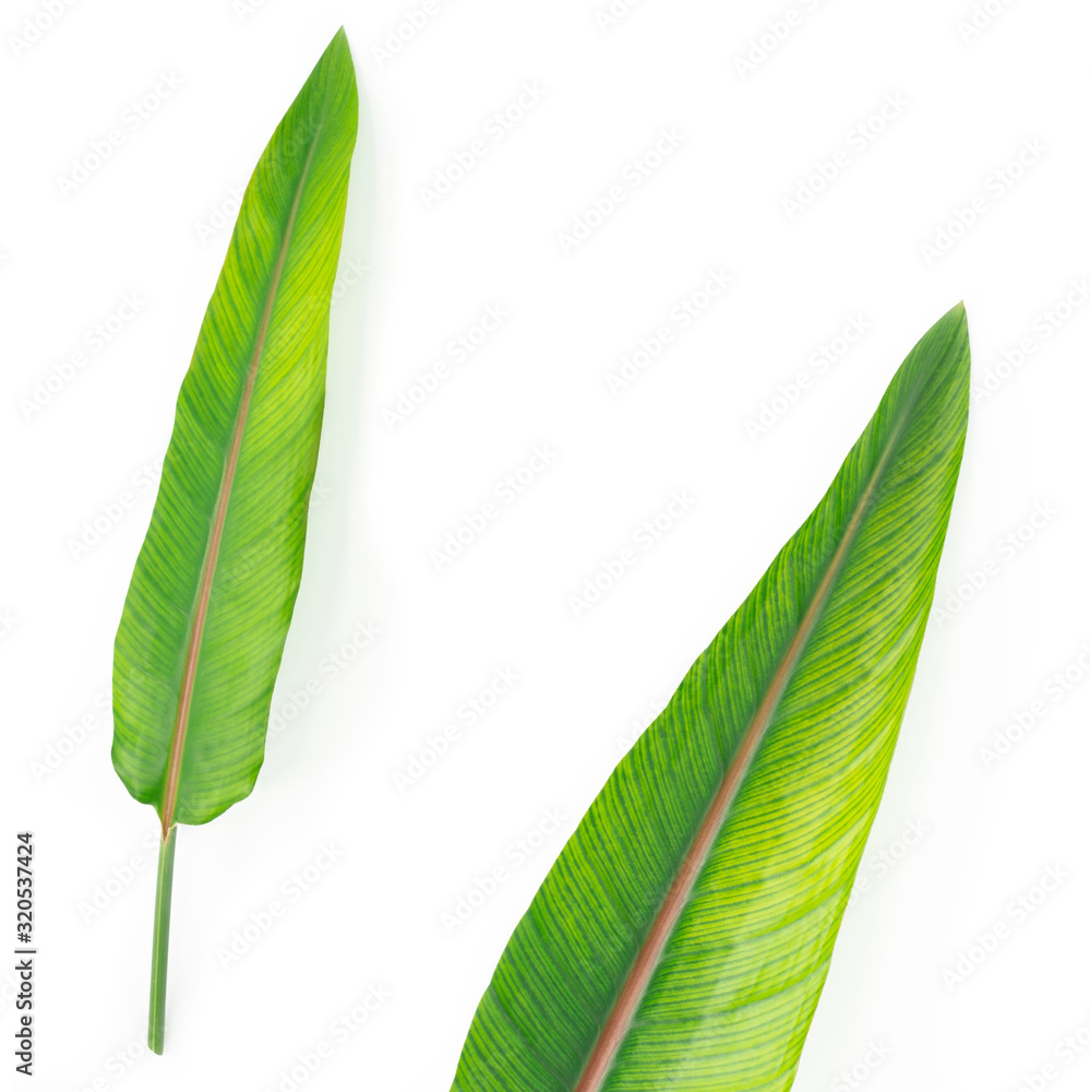Obraz premium Green leave isolated on white. 