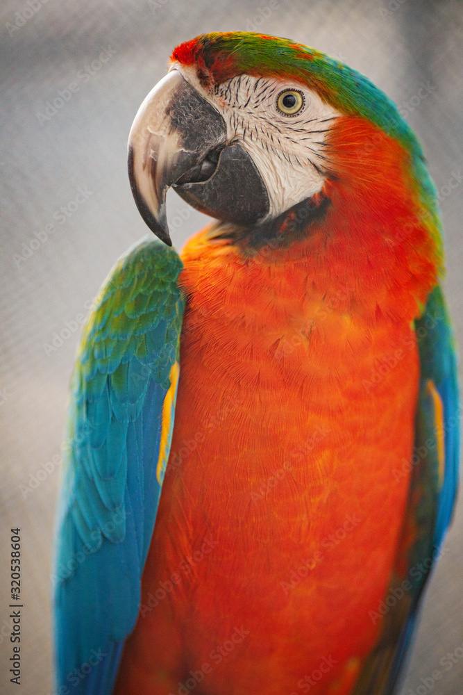 Macaw birds