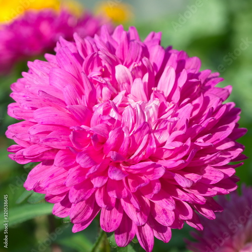 Bright pink Aster flower close-up