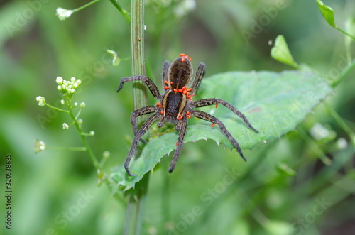 Spider Dolomedes fimbriatus with ticks on the body