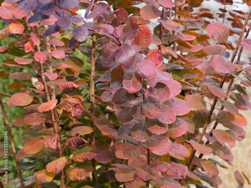 Cotinus coggygria | Roter Perückenstrauch | Perückenbaum |  Färbersumach photo