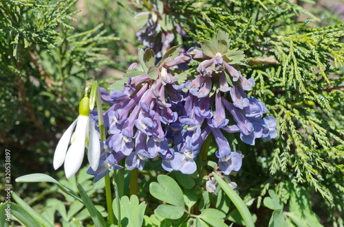 Corydalis halleri or Corydalis solida blooms in the garden photo