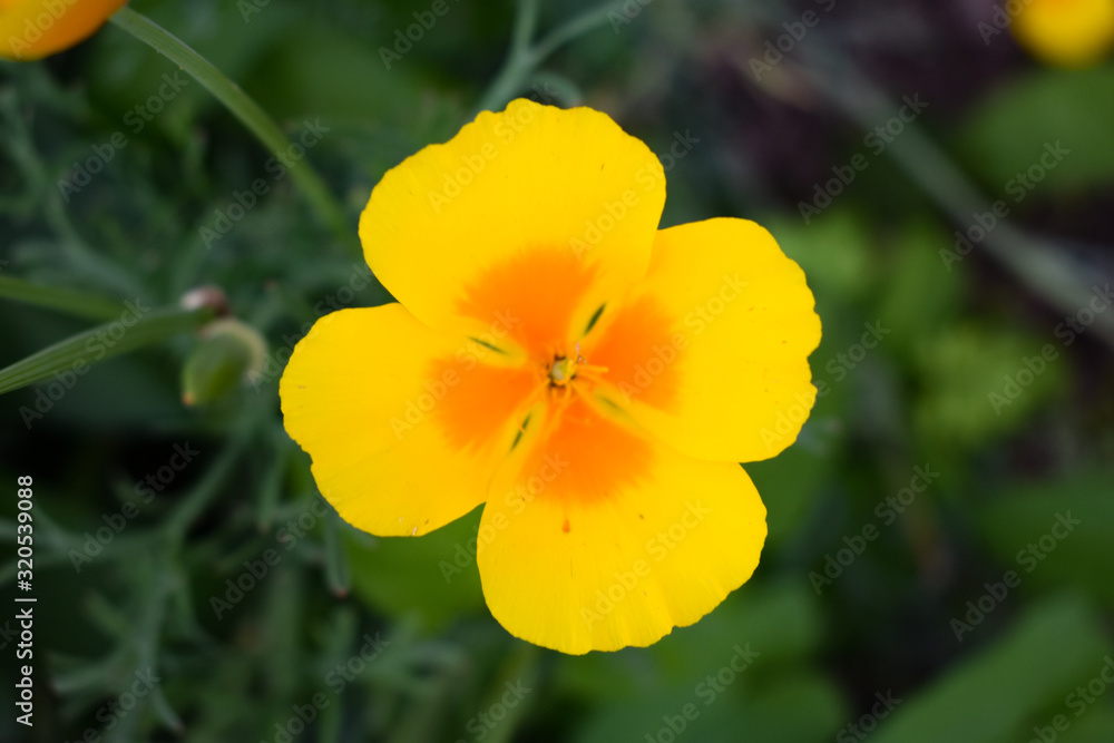 Flower Flower