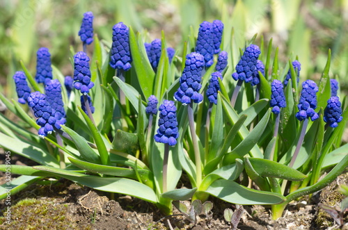 Billede på lærred Muscari broadleaf (lat