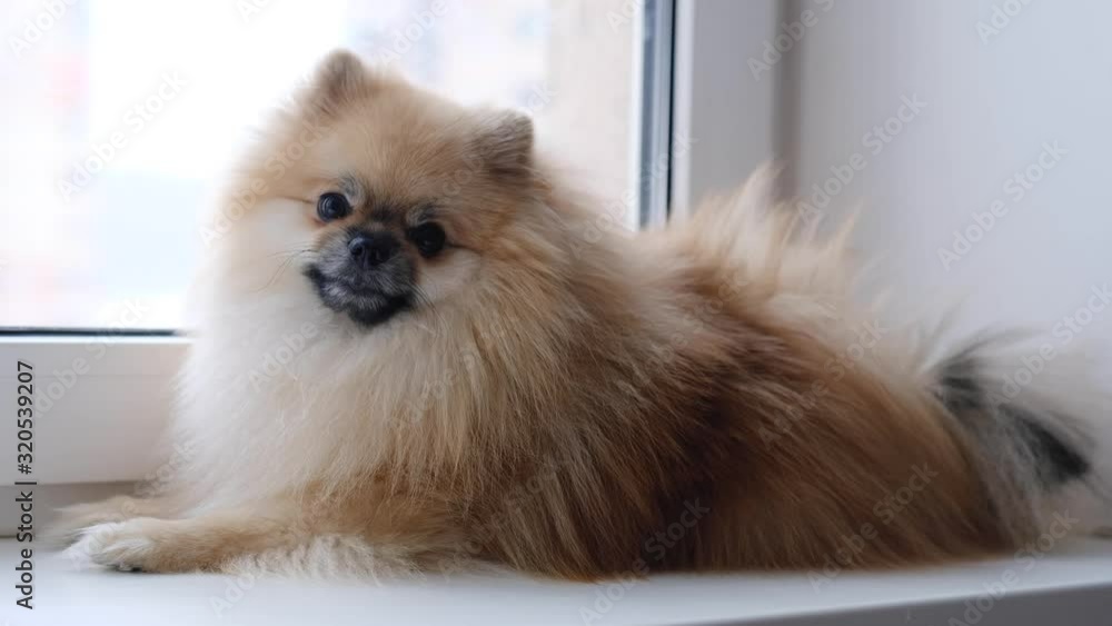 Pomeranian dog sits near the window and looks at the street