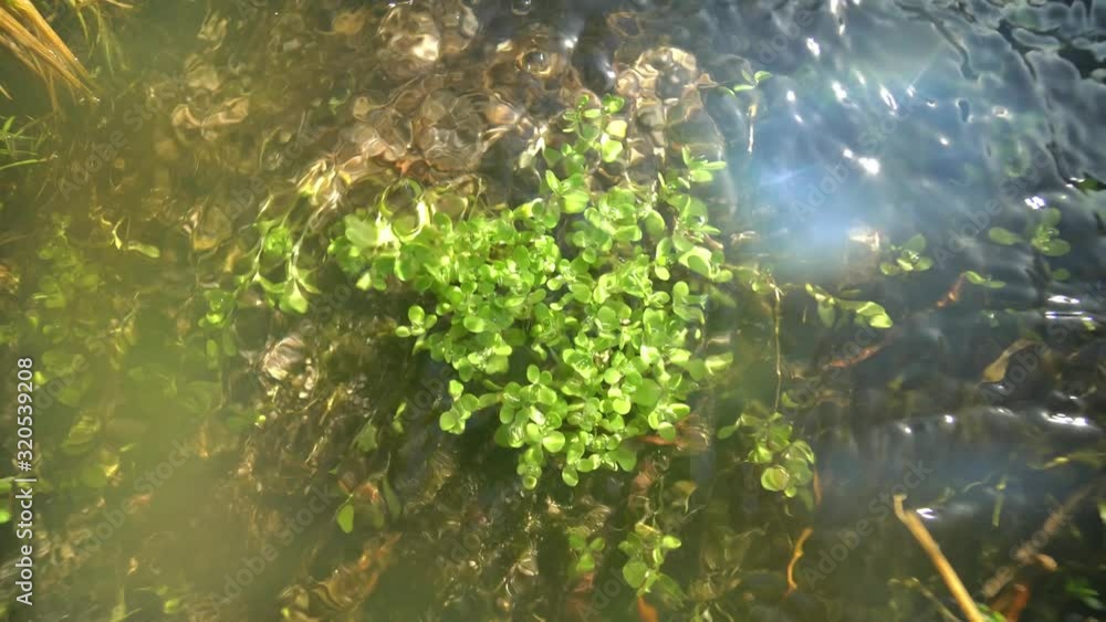 Beautiful waterweed in stream