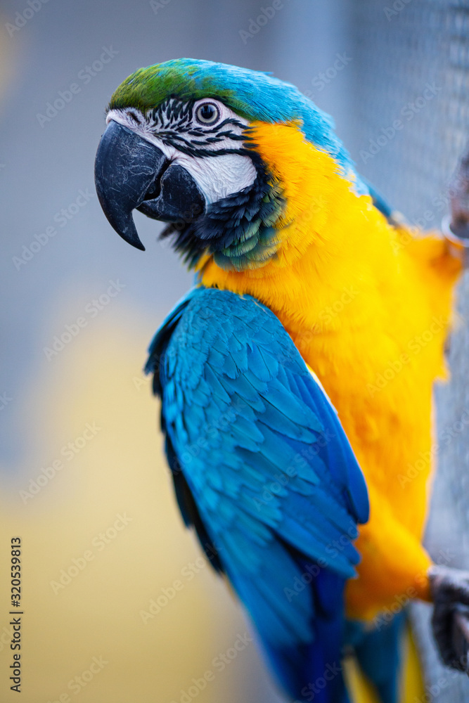 Macaw birds