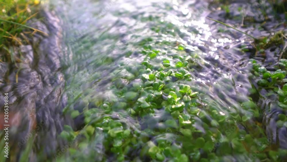 Beautiful waterweed in stream Beautiful waterweed in stream