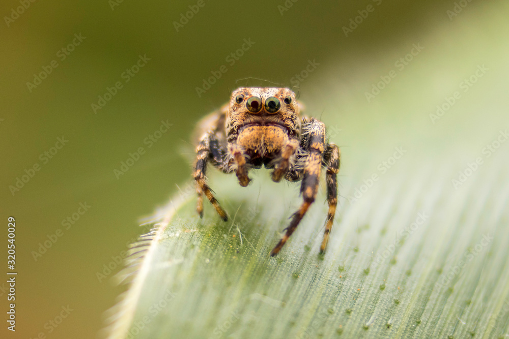 spider spider