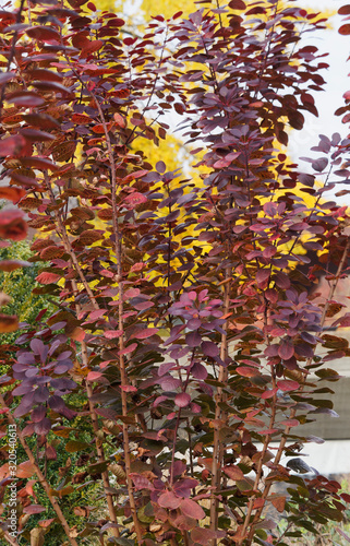 Roter Perückenstrauch 'Royal Purple' breitbuschiger Strauch mit ausladenden Zweigen mit intensive rot bis dunkelrot ovale Blätter mit rosa Rand photo
