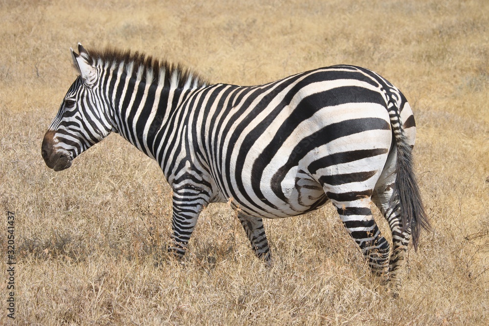 The plains zebra (Equus quagga), also known as the common zebra, is the most common and geographically widespread species of zebra. The plains zebra (Equus quagga), also known as the common zebra, is the most common and geographically widespread species of zebra.