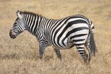 The plains zebra (Equus quagga), also known as the common zebra, is the most common and geographically widespread species of zebra.