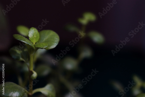 leaf, green, nature, plant, clover, spring, leaves, fresh, tree, summer, garden, closeup, branch, close-up, natural, foliage, macro, growth, flora, isolated, color, botany, abstract, shamrock, white