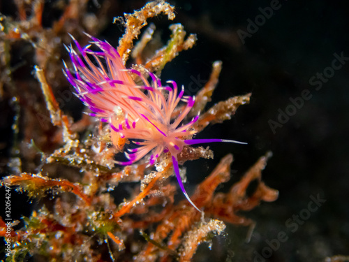 Redline flabelina (Coryphellina rubrolineata) nudibranch or sea slug near Anilao, Batangas, Philippines. Marine life and underwater photography. © alonanola