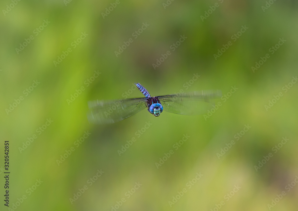 Blue dragonfly in flight. Blue dragonfly in flight.