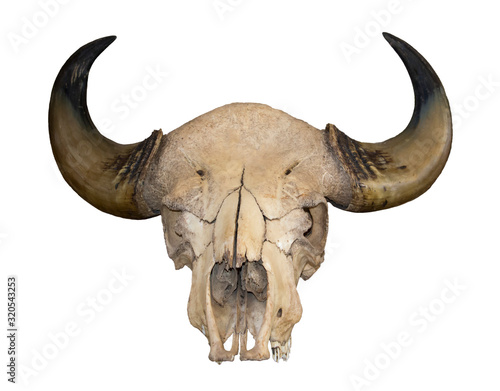 Horns and the skull of a bull isolated on white background