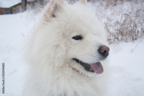 Fluffy white dog smiles. Samoyed. profile portrait of a dog. Dog with tongue sticking out.