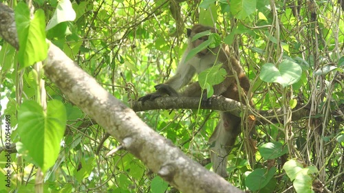 Wild male toque macaque sits on a tree and itches in jungle of Sri Lanka (4K, 25fps)