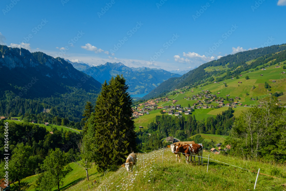 Small herd of cows graze in the Alpine meadow Small herd of cows graze in the Alpine meadow