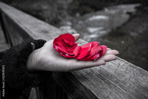 mano sosteniendo unos petalos de rosa photo