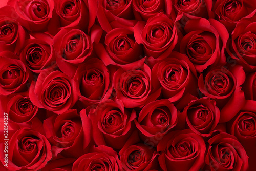 Foto 赤い薔薇の背景素材