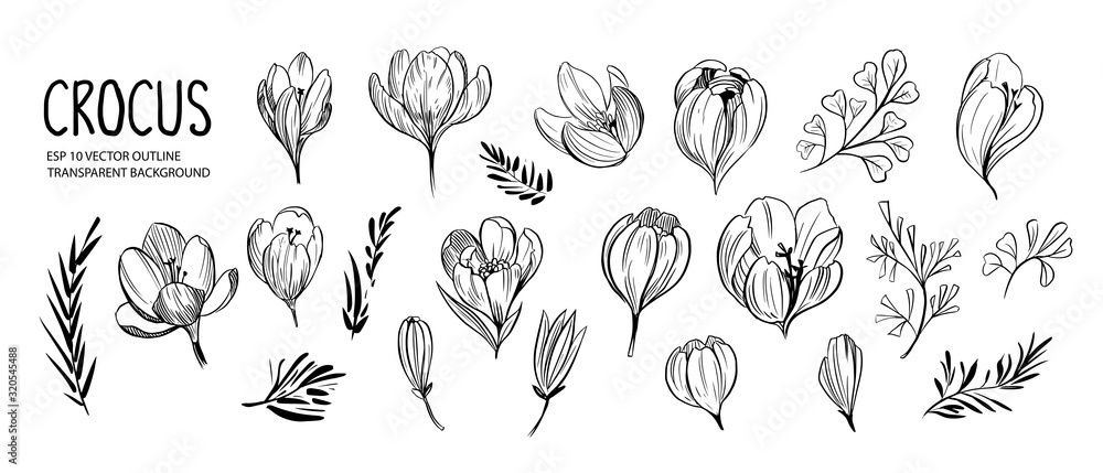 Set of outline spring flowers and plants, crocus flowers. Decorative floral elements for design. Black outline with transparent background Set of outline spring flowers and plants, crocus flowers. Decorative floral elements for design. Black outline with transparent background