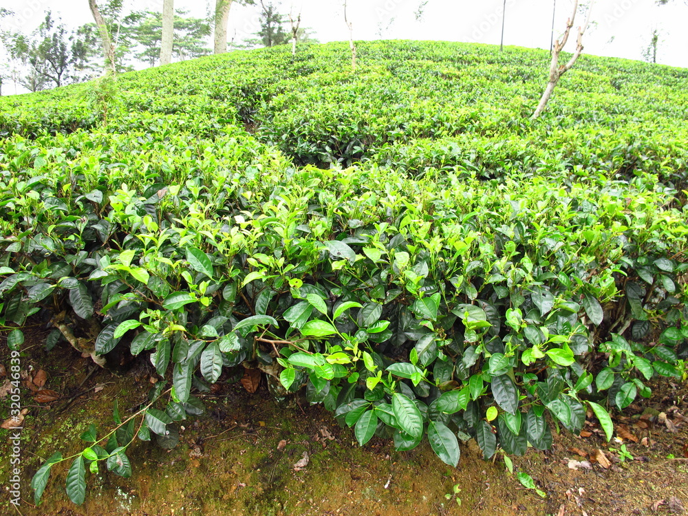 The tea plantation, Nuwara Eliya, Sri Lanka The tea plantation, Nuwara Eliya, Sri Lanka