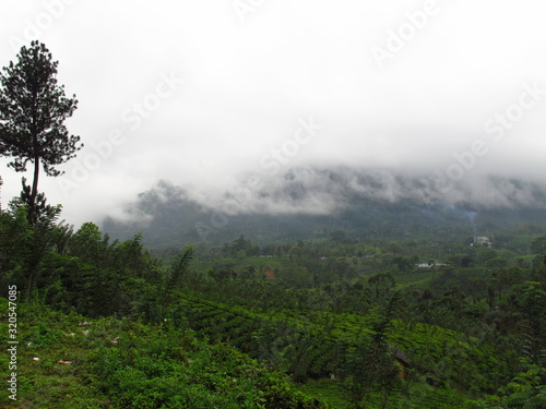 The tea plantation, Nuwara Eliya, Sri Lanka