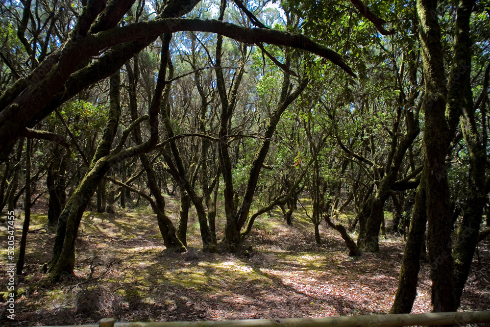 original tertiary forest on the Spanish on the Canary island of La Gomera original tertiary forest on the Spanish on the Canary island of La Gomera