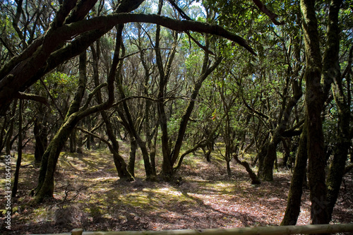 original tertiary forest on the Spanish on the Canary island of La Gomera