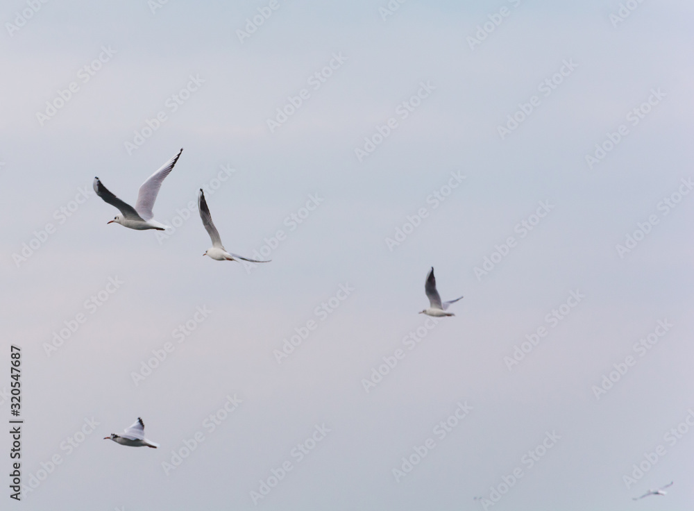 flock of flying birds in flight