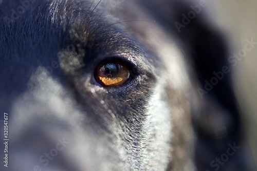 Yeux chien macro regard animal brun gros plan