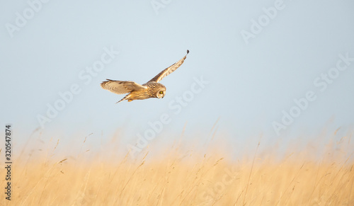 Short Eared Owl hunting open grassland. photo